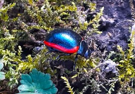 Trapézhátú szegélyeslevelész