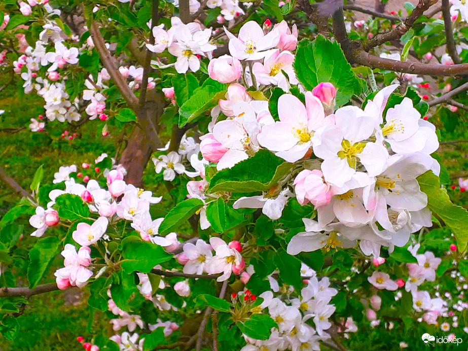 Bőséges virágzás