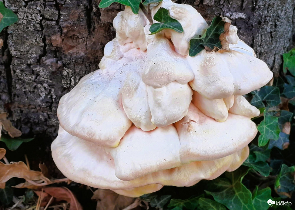 Sárga gévagomba