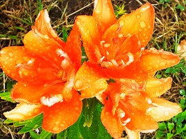 Hegyeshalom 