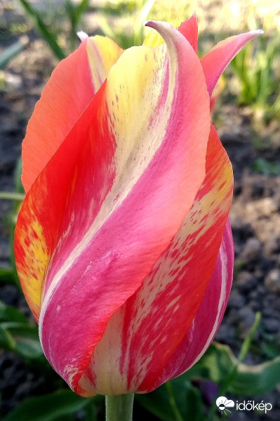 Csavart tulipán