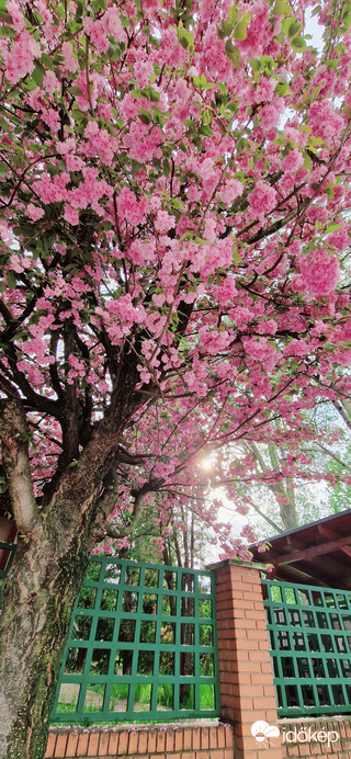Sakura fa 