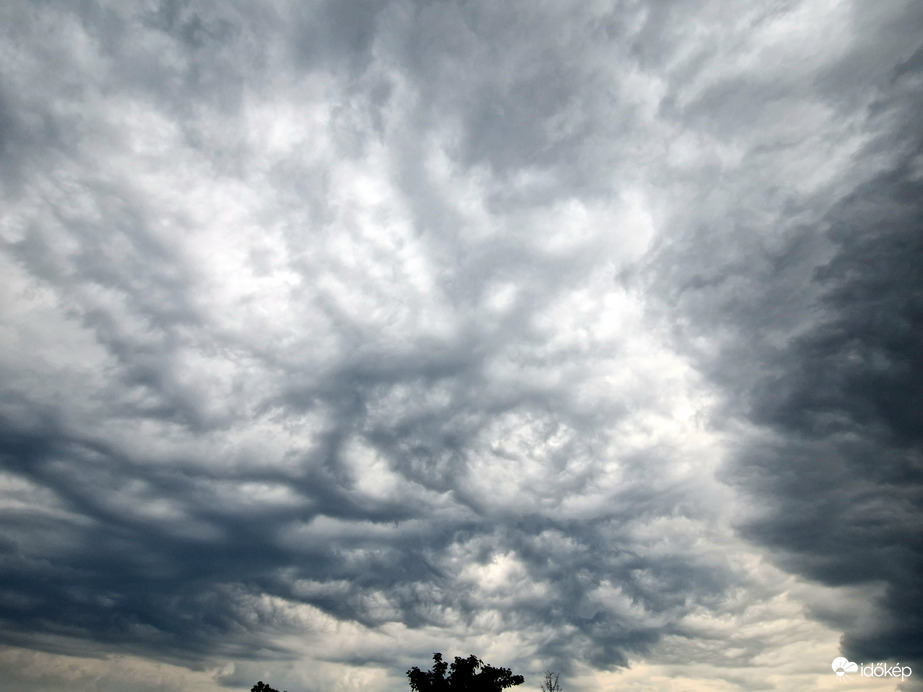 Undulatus asperatus 