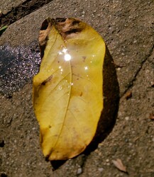 Gyömrő