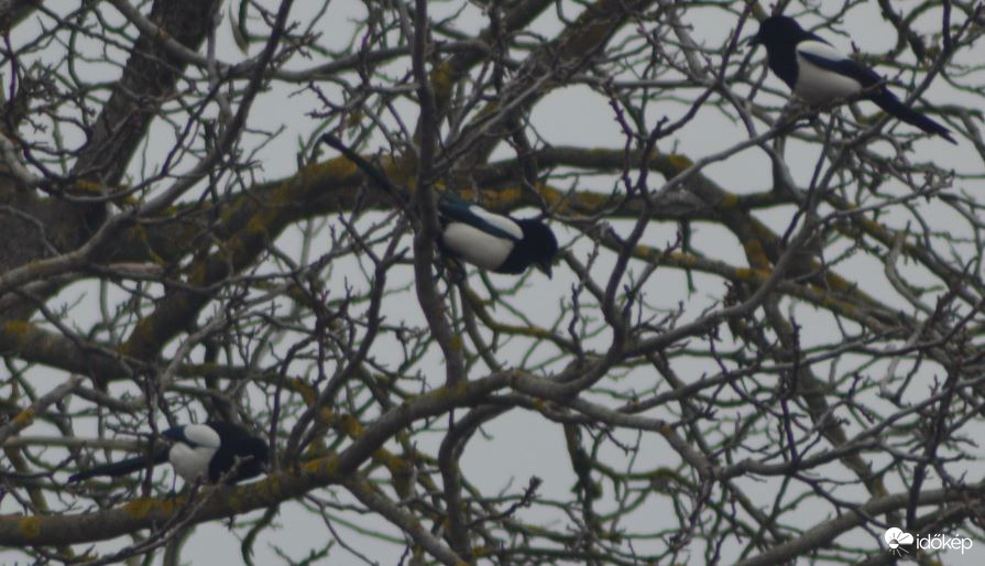 Szarka találkozó :-)