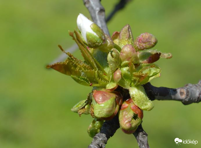 Cseresznyefám is lassan kivirágzik :-)