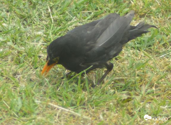 Monor 