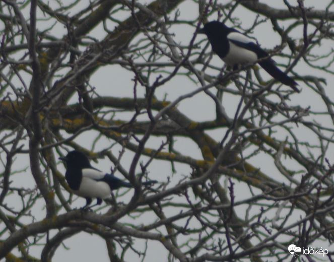 Szarka találkozó :-)