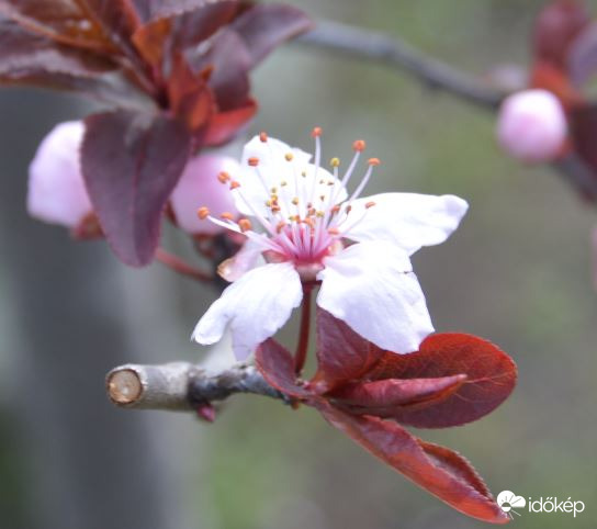 Vérszilvafám virágzása 