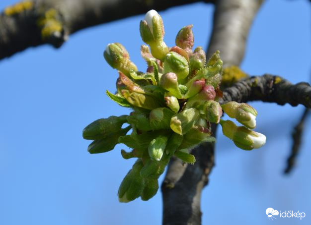 Cseresznyefám is lassan kivirágzik :-)