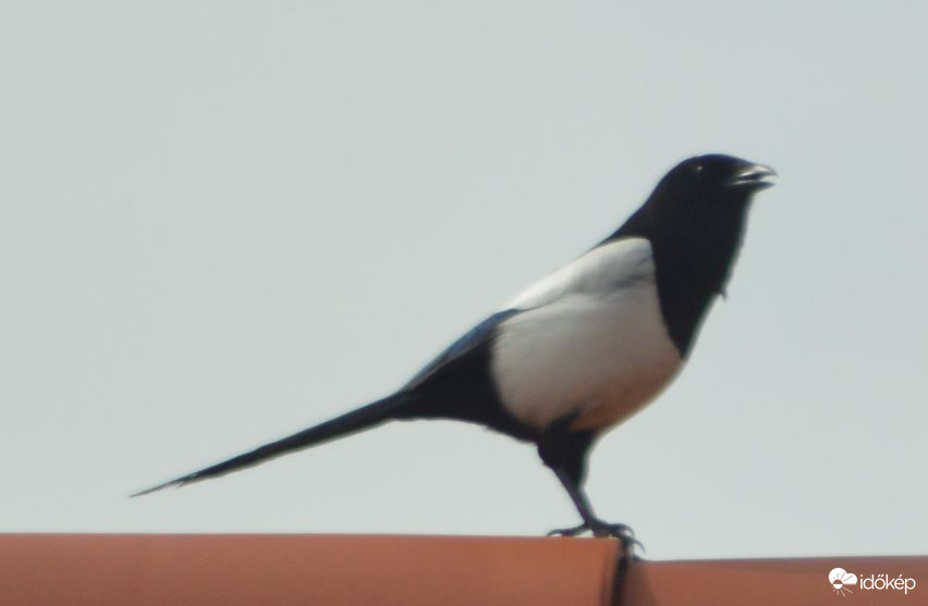 Szarka a tetőn! 