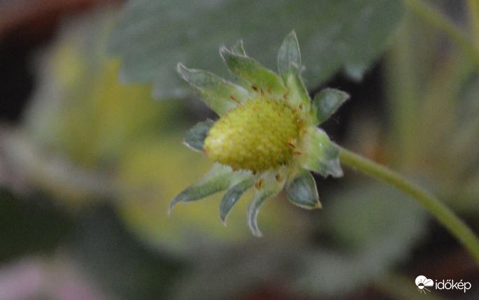 Érik az eper a szobámban :-)