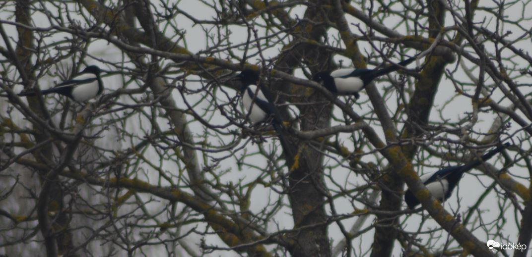 Szarka találkozó :-)