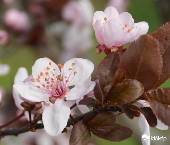 Vérszilvafám virágzása 