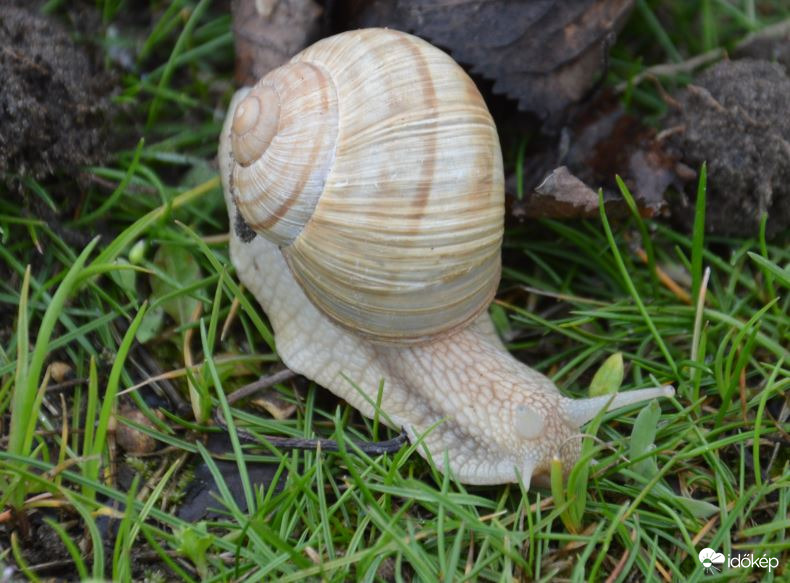 Gyorsan fotózz, mert sietek 