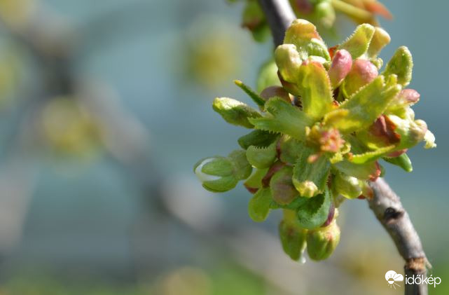 Cseresznyefám is lassan kivirágzik :-)