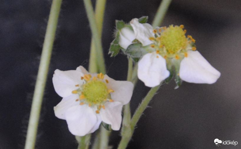 Érik az eper a szobámban :-)