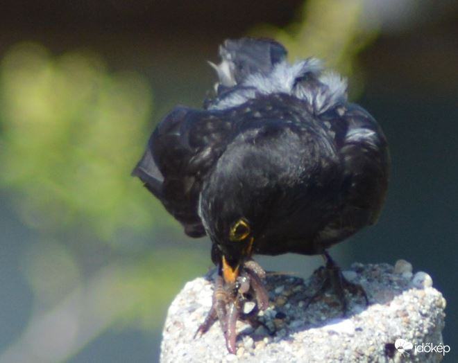 Jaj! Majdnem elejtettem!