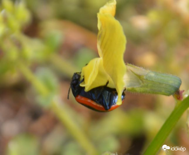 Egy bogár élete :-)