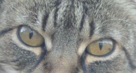 Monor 