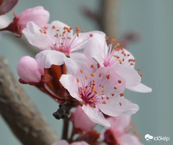 Vérszilvafám virágzása 