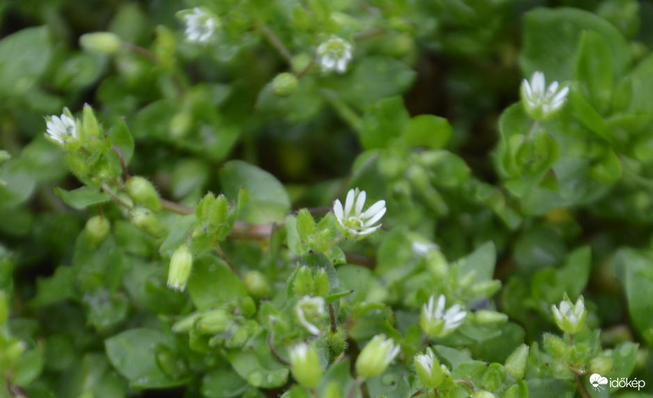 Tyúkhúr is virágzik