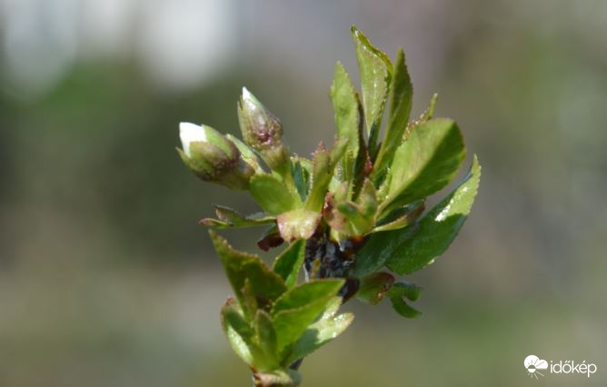 Cseresznyefám is lassan kivirágzik :-)