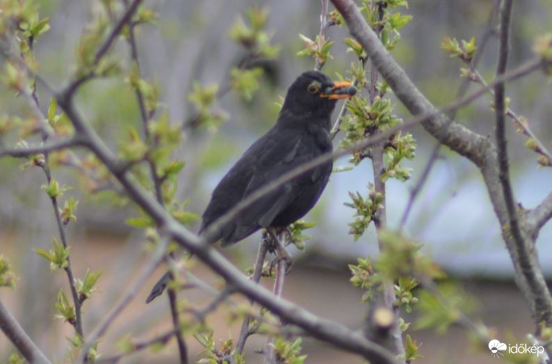 Mintha lenne valami a csőrében :-))
