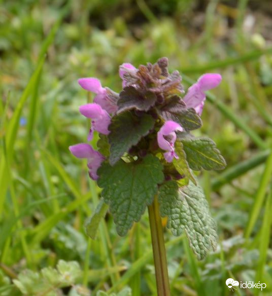 Árvacsalán a kertemben 