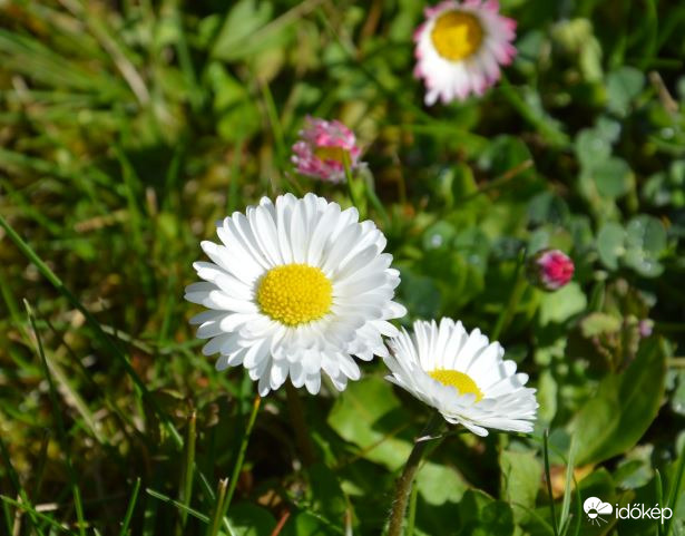 Apró virágok a kertben