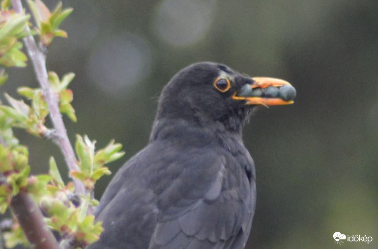 Mintha lenne valami a csőrében :-))