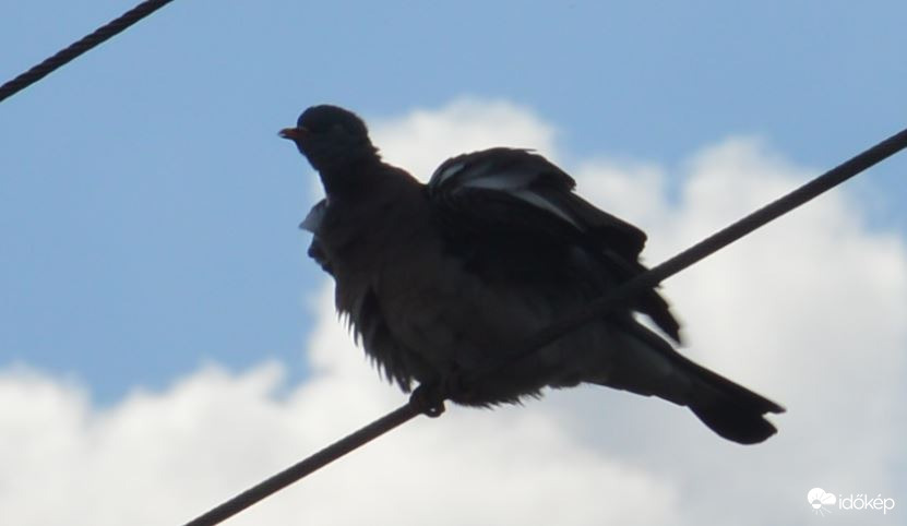 Szél borzolta tollak 