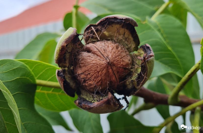 Monor 