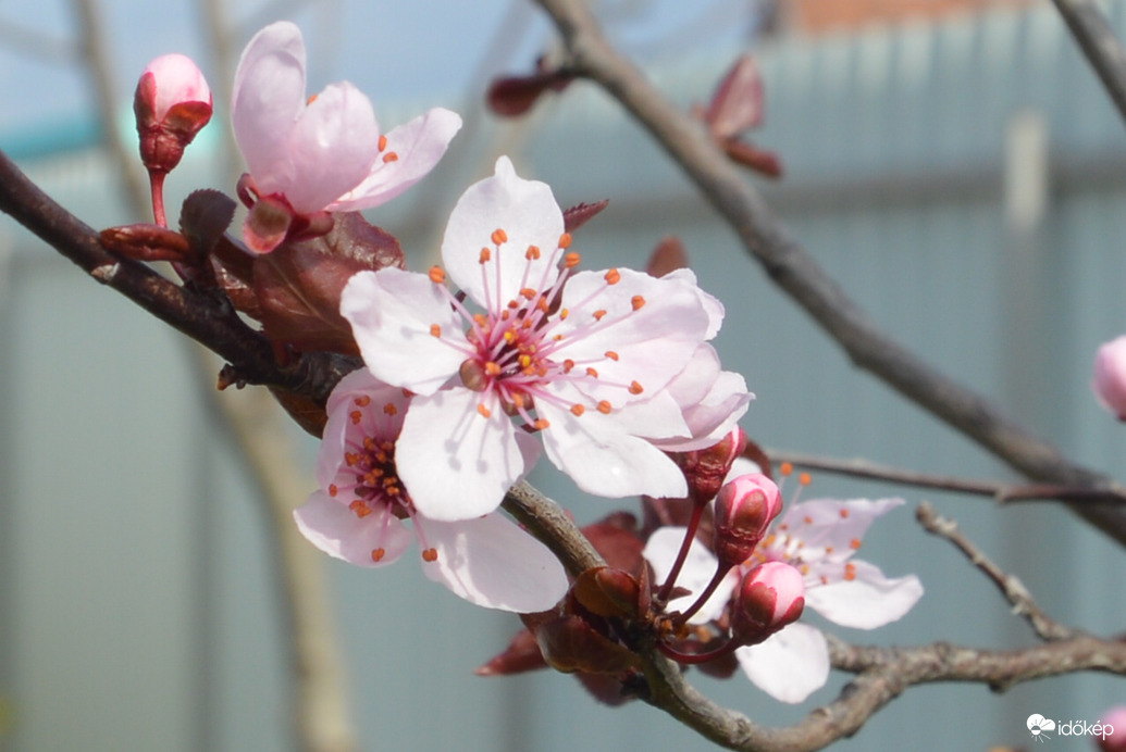 Vérszilvafám virágzása 