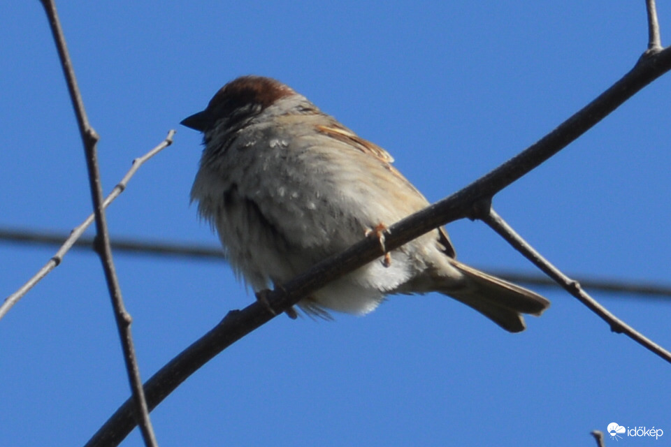 Veréb kék hátérrel