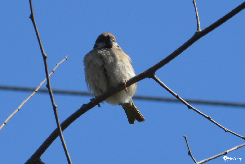 Veréb kék hátérrel