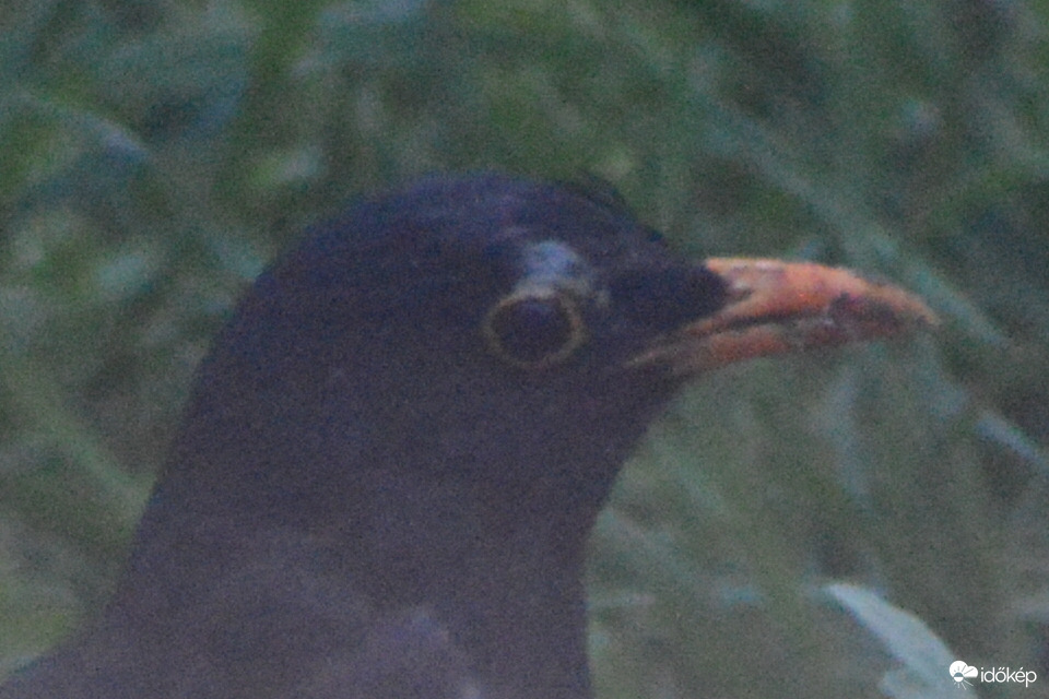 Kicsit koszos a csőröm :-)