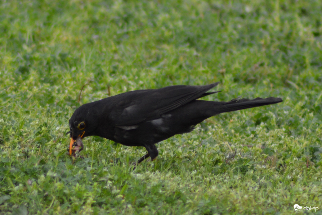 Fűnyírás utáni pillanatok :-))