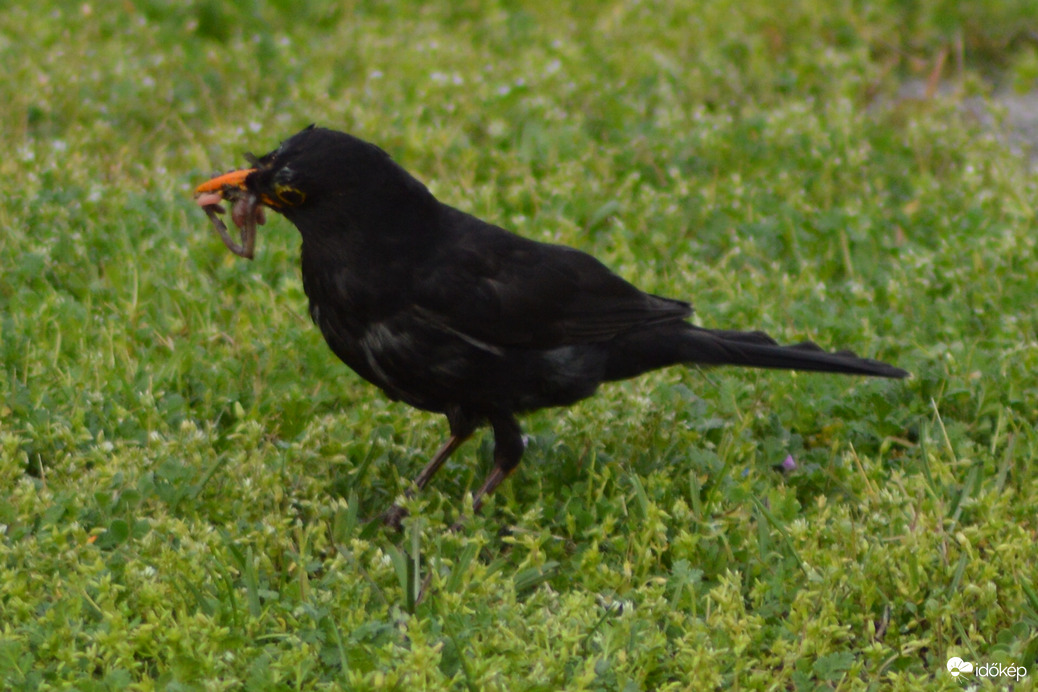 Fűnyírás utáni pillanatok :-))