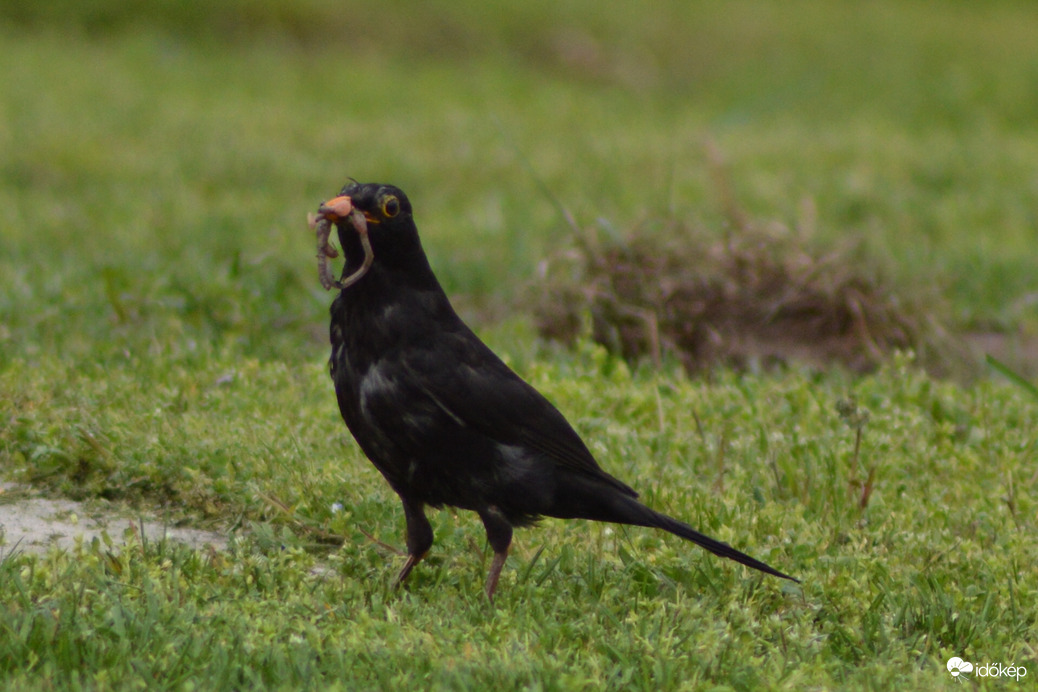 Fűnyírás utáni pillanatok :-))