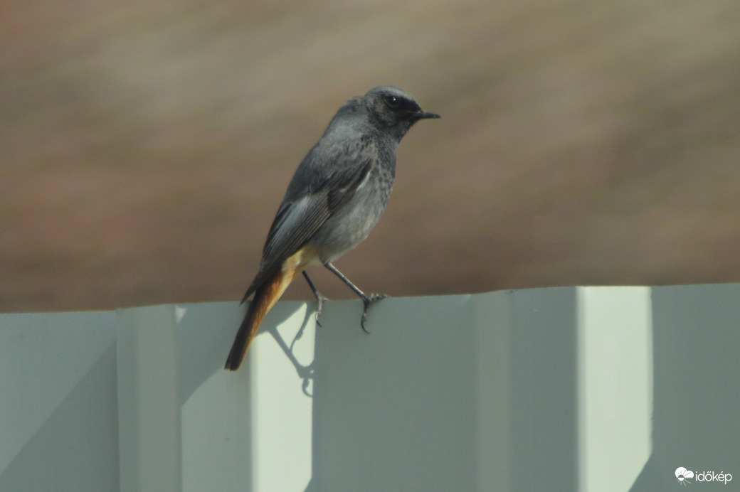 Rozsdafarkú a kerítés tetején 