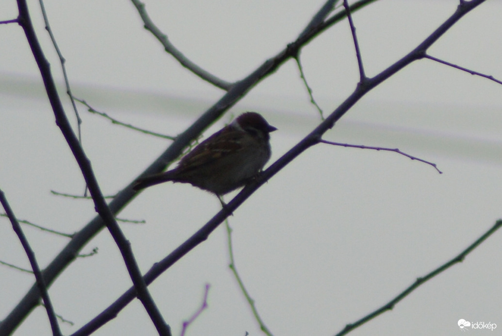 Ma is fáztak a verebek