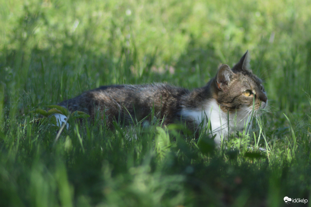 Egy kis pihenés az árnyékban 