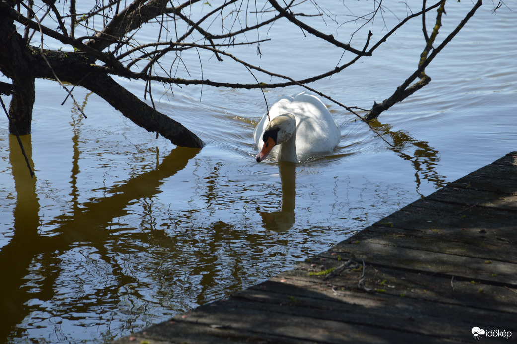 Egy kíváncsi hattyú :-)