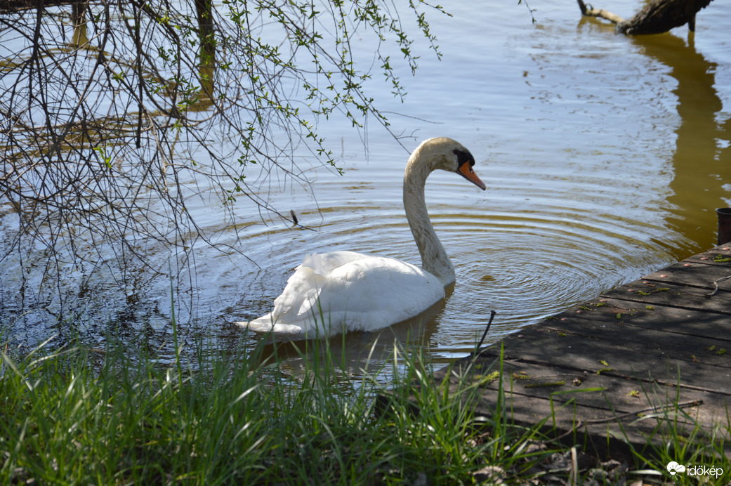 Egy kíváncsi hattyú :-)