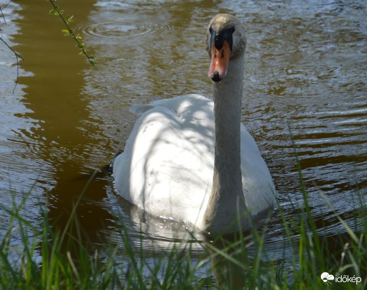 Egy kíváncsi hattyú :-)