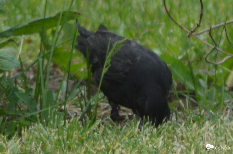 Megnézem közelebbről