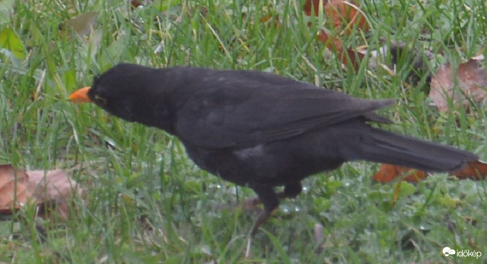 Fülelek-figyelek! :-)