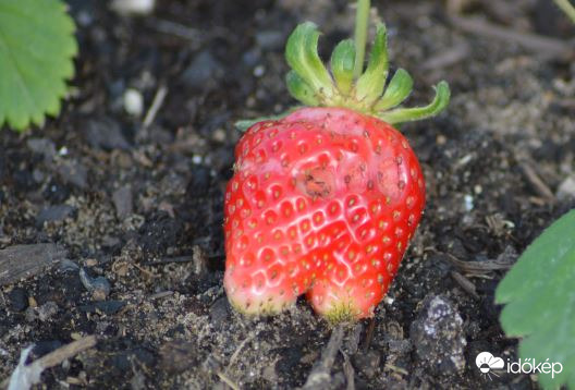 Ki evett az epremből? :-))