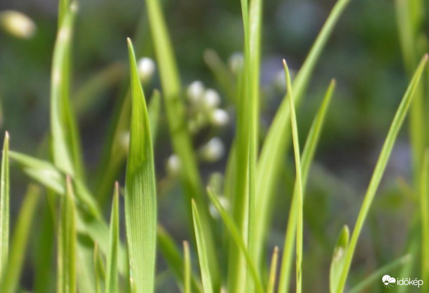 Napsütötte fűszálak 